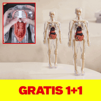 Az emberi test - egy test az anatómia egyszerűbb tanulásához 1+1 AJÁNDÉK